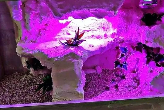 Terrarium specjalistyczne dla gekona lamparciego agamy brodatej