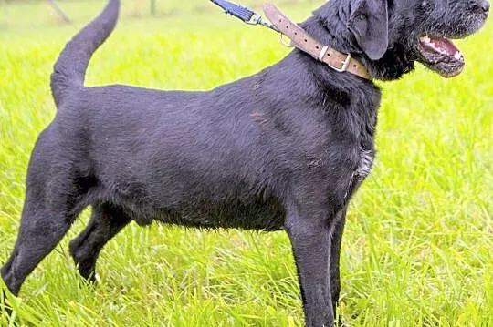 Murzyn w typie labradora szuka domu !, Wieliczka