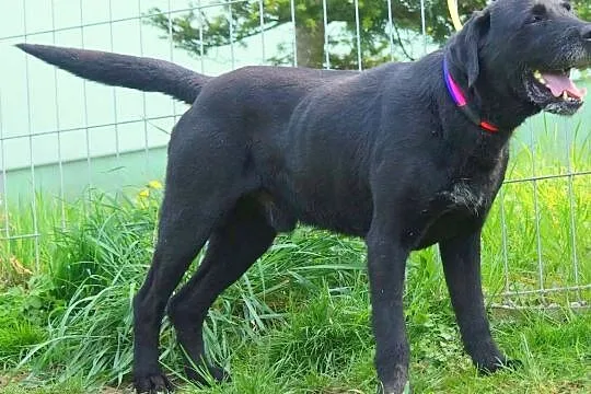 Murzyn w typie labradora szuka domu !, Wieliczka