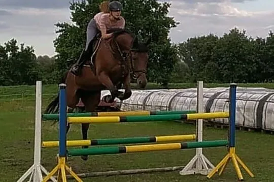 Super wałach do sportu, , Oława
