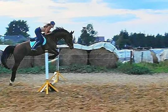 Super wałach do sportu, , Oława