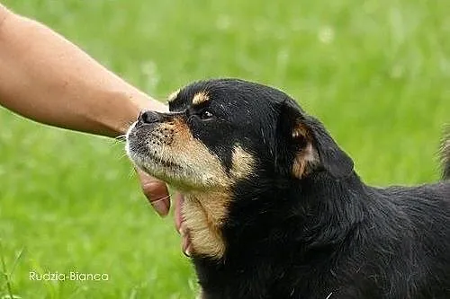 Maleńki, uroczy, przyjacielski Romuś szuka kochają