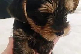 York terrier suczka