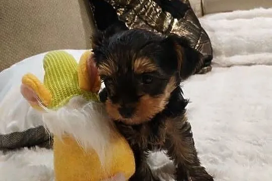 York terrier suczka, Lubelskie, Potoczek