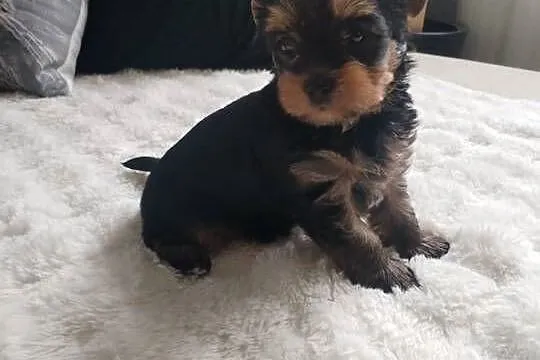 York terrier suczka, Lubelskie, Potoczek