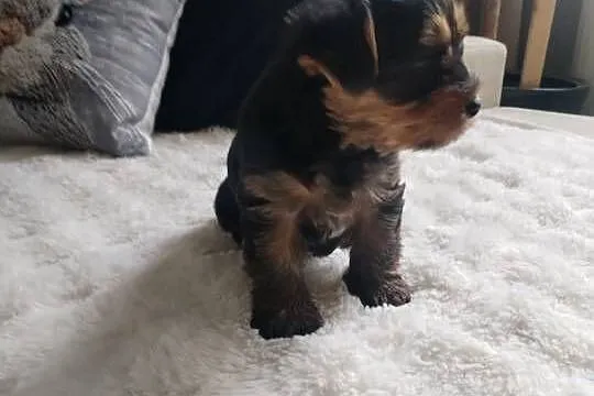 York terrier suczka, Lubelskie, Potoczek