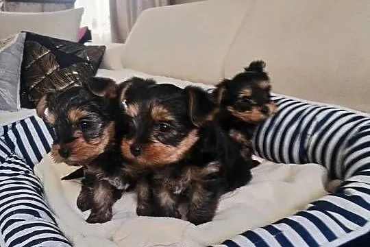 York terrier suczka, Lubelskie, Potoczek