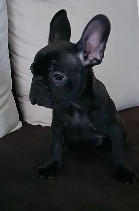 Buldog francuski, , Wrocław