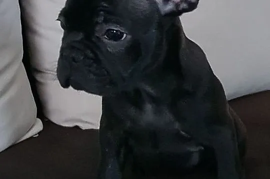 Buldog francuski