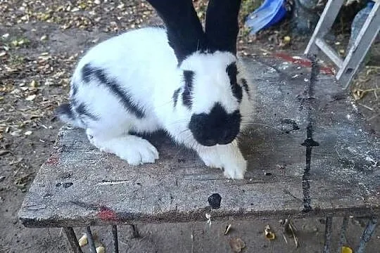 Sprzedam królika samca srokacz niemiecki, Pomorskie, Skarszewy