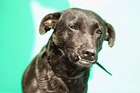 Jak Vader z  TV. ADOPTUJ !,  dolnośląskie Wrocław