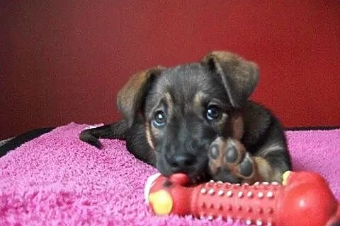 6 miesięczna suczynka szuka domu !