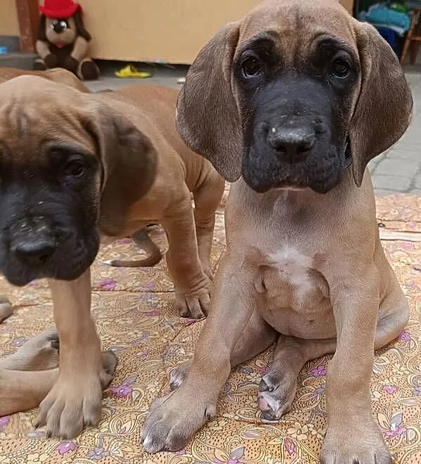 Szczenięta Dog Niemiecki, Podkarpackie, Lesko