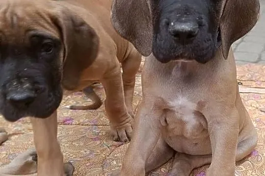 Szczenięta Dog Niemiecki, Podkarpackie, Lesko