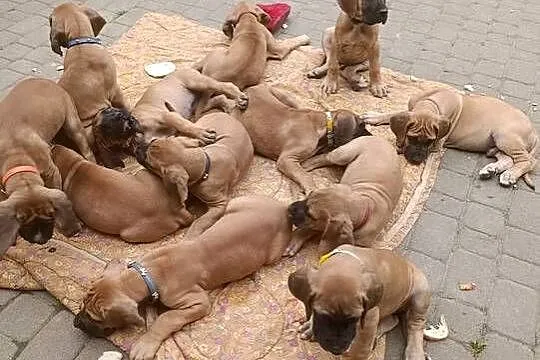 Szczenięta Dog Niemiecki, Podkarpackie, Lesko