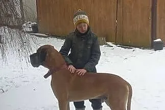Szczenięta Dog Niemiecki, Podkarpackie, Lesko