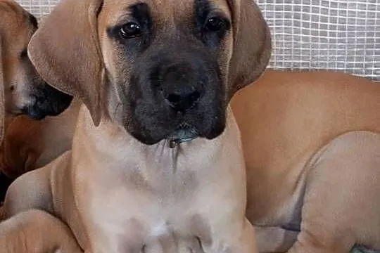Szczenięta Dog Niemiecki, Podkarpackie, Lesko