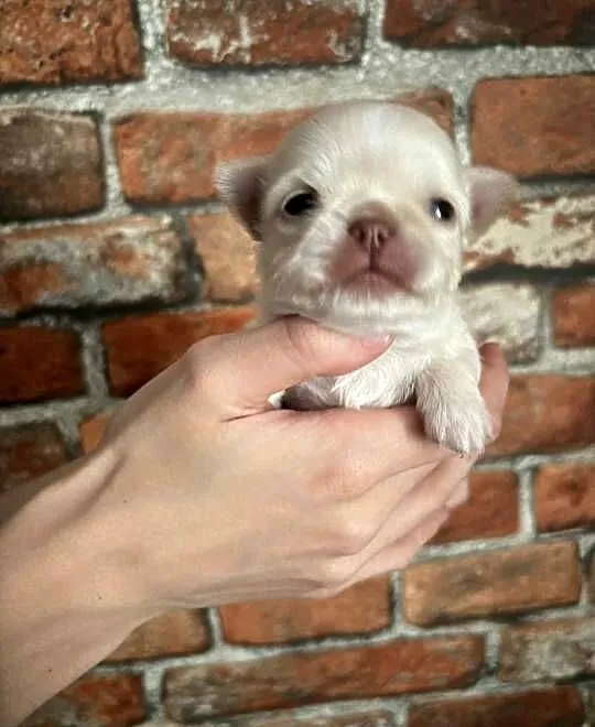 Chihuahua długowłosy chłopiec, Opolskie, Strzelce Opolskie