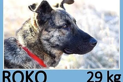 29 kg,młody owczarek mix,przyjacielski,przytulaśny