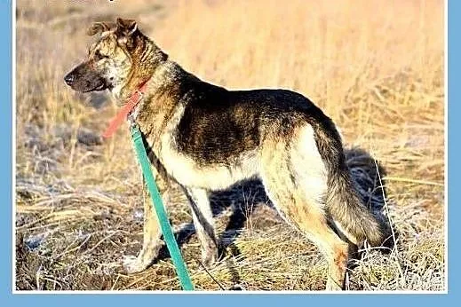 29 kg,młody owczarek mix,przyjacielski,przytulaśny
