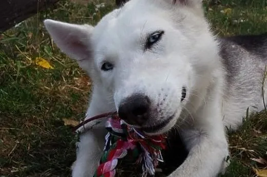 Parys - wspaniały pies w typie husky szuka domu,  