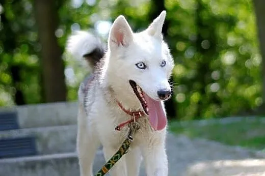 Parys - wspaniały pies w typie husky szuka domu,  