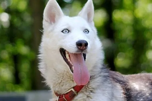 Parys - wspaniały pies w typie husky szuka domu,  