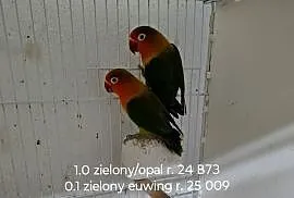 Sprzedam parę nierozłączek