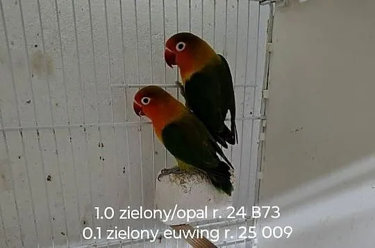 Sprzedam parę nierozłączek