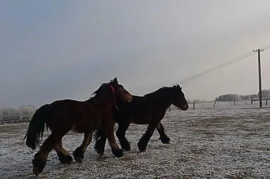 Dwa ogiery ardeńskie po Zaki du Piry skaro gniady arden belgijski 84 p