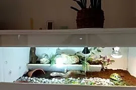Żółw lądowy promienisty terrarium