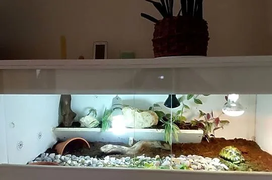 Żółw lądowy promienisty terrarium