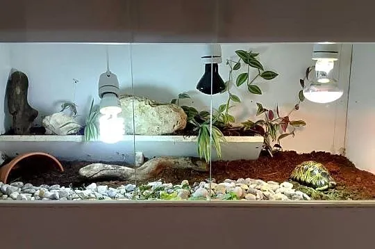 Żółw lądowy promienisty terrarium, Śląskie, Bielsko-Biała