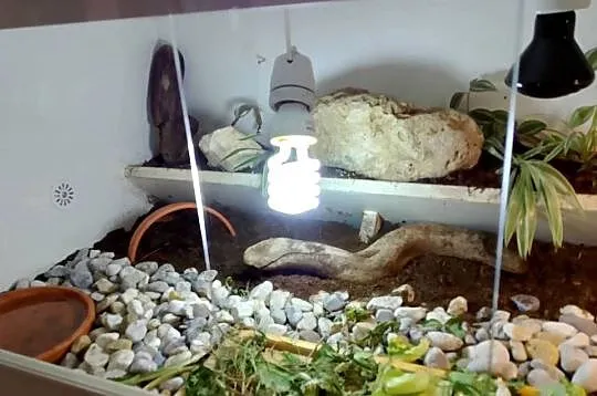 Żółw lądowy promienisty terrarium, Śląskie, Bielsko-Biała