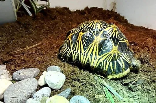 Żółw lądowy promienisty terrarium, Śląskie, Bielsko-Biała
