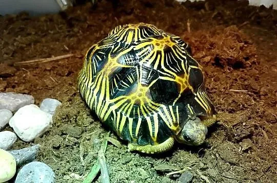 Żółw lądowy promienisty terrarium, Śląskie, Bielsko-Biała