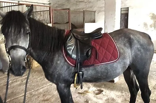 Kucyk D grupa dobrze skaczący walach, Łódzkie, Łódź