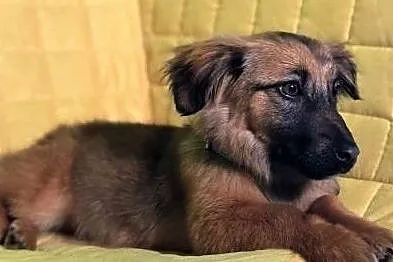 MIMI – 6-miesięczna, kochana szczeniaczka szuka domu, Łódzkie, Łódź