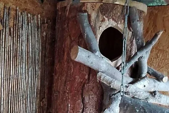 Sprzedam parę papug amazonki modrobrewne, Zachodniopomorskie, Białogard