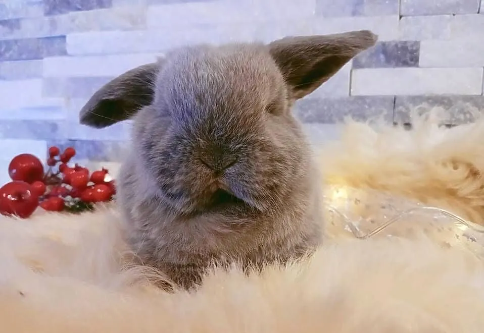 Mini lop, królik miniaturka, baranek, Łódzkie, Szczerców