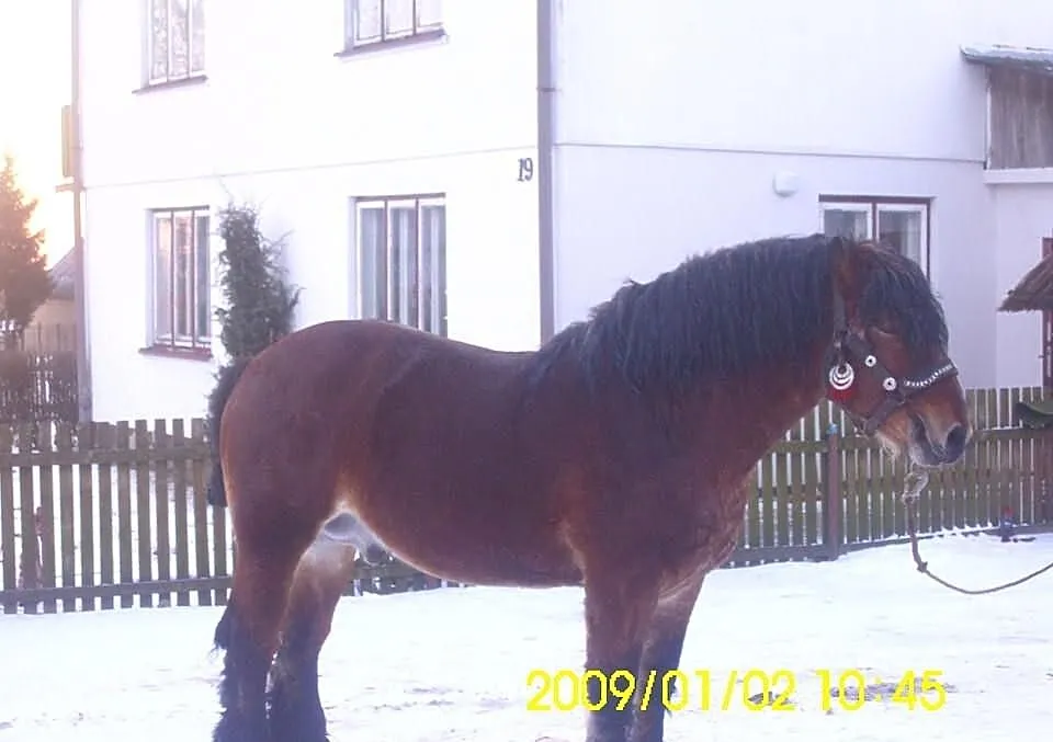 Sprzedam ogiera zimnokrwistego