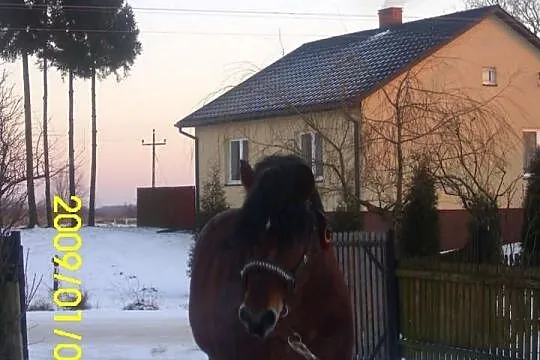 Sprzedam ogiera zimnokrwistego