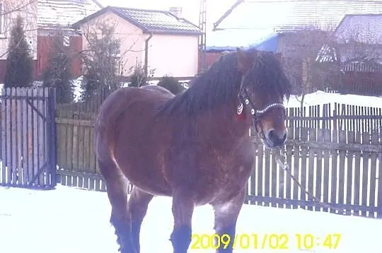 Sprzedam ogiera zimnokrwistego