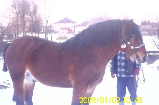 Sprzedam ogiera zimnokrwistego