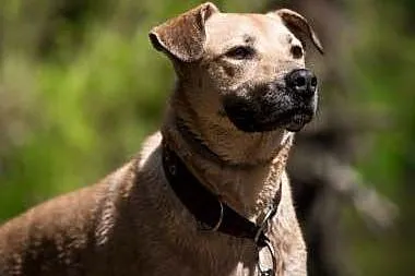 YOKO - 4 letni psiak w typie labradora, idealny dla aktywnych!,  mazowieckie Warszawa