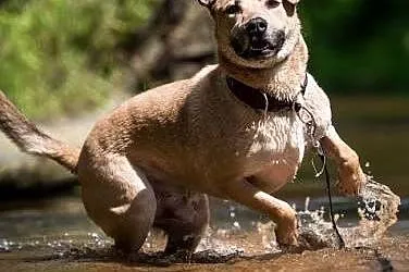 YOKO - 4 letni psiak w typie labradora, idealny dl