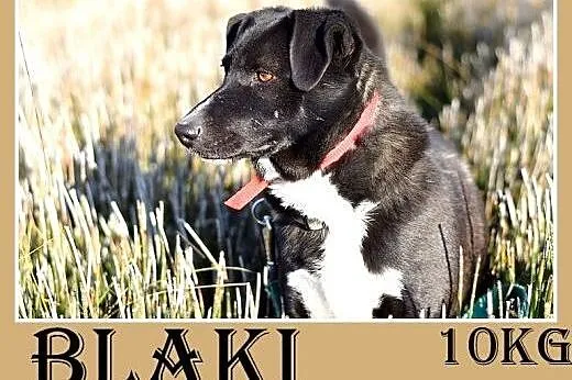 Tęskni za człowiekiem,mały 10kg,łagodny,jamnikowaty piesek BLAKI.Adopcja,  małopolskie Kraków