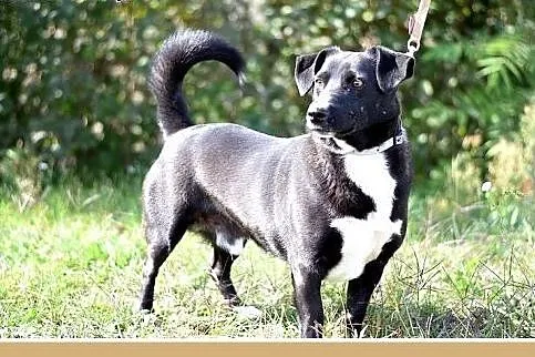Tęskni za człowiekiem,mały 10kg,łagodny,jamnikowat