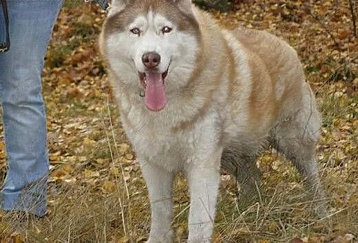 Timur, piękny husky czeka na dom, śląskie Jaworzn