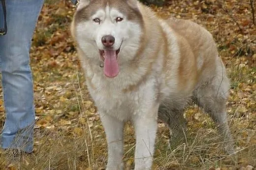 Timur, piękny husky czeka na dom,  śląskie Jaworzn